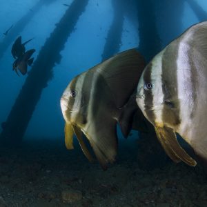 2 2°marcio-Under the jetty-wide